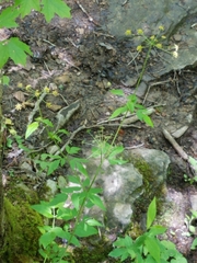 Thaspium trifoliatum