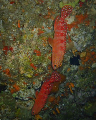 Cephalopholis sexmaculata observed 2026-09-10