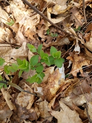 Symphoricarpos albus albus