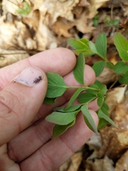 Symphoricarpos albus albus