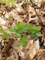 Symphoricarpos albus albus