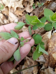 Symphoricarpos albus albus
