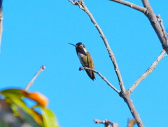 Calypte costae