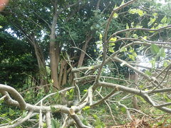 Erythrina ×sykesii