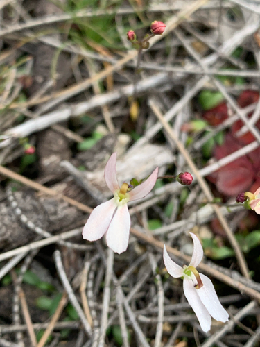 Stylidium petiolare