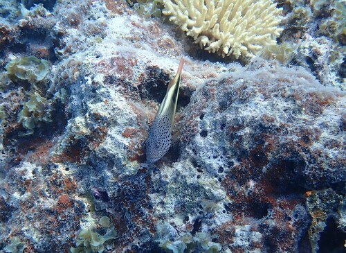 Freckled Hawkfish