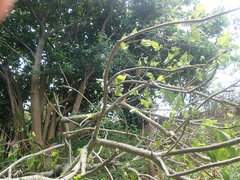 Erythrina ×sykesii
