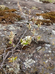 Amelanchier interior