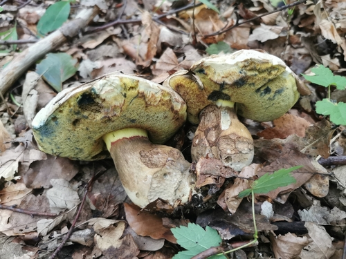 Rooting Bolete
