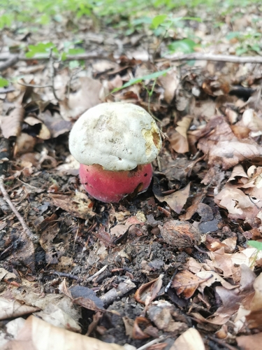 Devil's Bolete