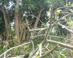 Erythrina ×sykesii