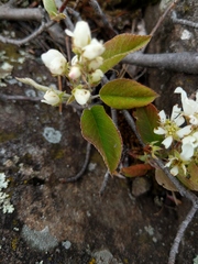 Amelanchier interior