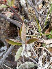 Amelanchier interior