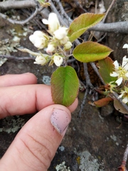 Amelanchier interior