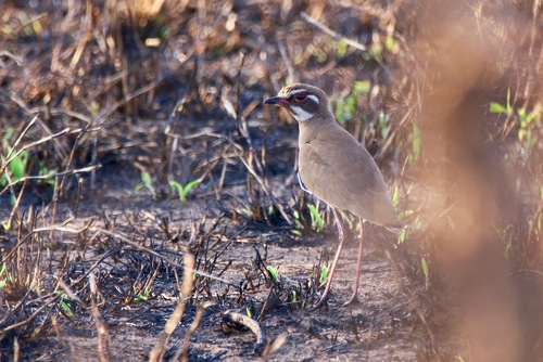 iNaturalist image