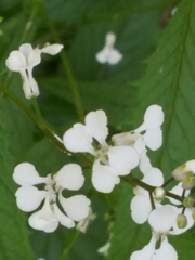 Iodanthus pinnatifidus