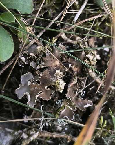 field dog lichen
