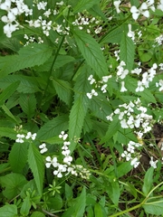 Iodanthus pinnatifidus