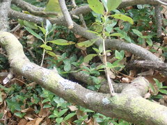 Erythrina ×sykesii