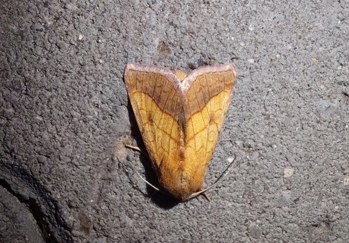 Bordered Sallow