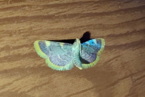 Clover Hayworm Moth