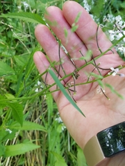 Iodanthus pinnatifidus