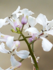 Iodanthus pinnatifidus