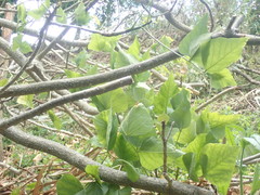 Erythrina ×sykesii