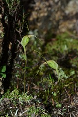 Pterostylis pedoglossa