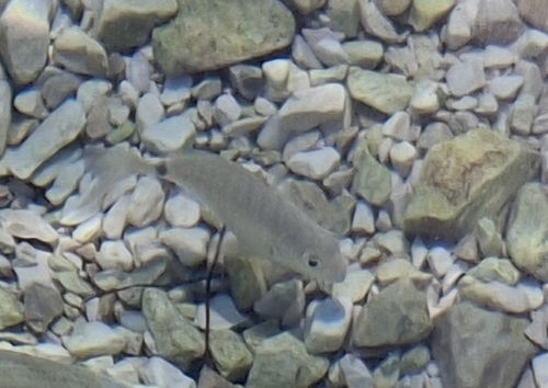 White Sea Bream