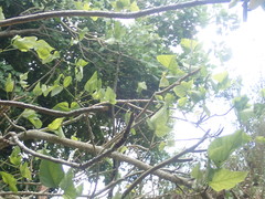 Erythrina ×sykesii