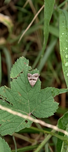 Ozarba punctigera