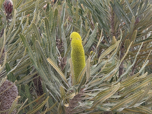 Banksia attenuata
