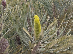 Banksia attenuata