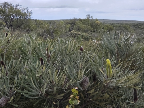 Banksia attenuata, photograph 1