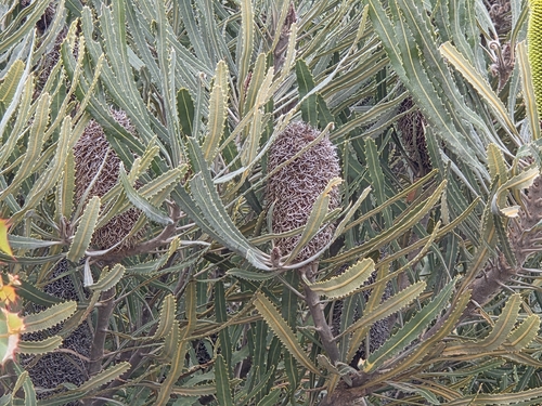 Banksia attenuata, photograph 2