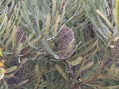 Banksia attenuata, photograph (c) Chantel McWilliam, some rights reserved (CC BY)