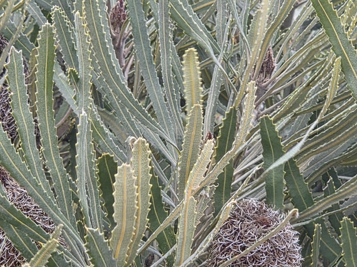 Banksia attenuata, photograph 3