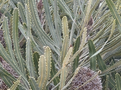 Banksia attenuata, photograph (c) Chantel McWilliam, some rights reserved (CC BY)