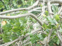 Erythrina ×sykesii