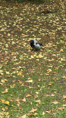 Hooded Crow