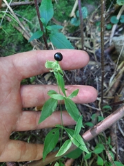 Silene baccifera, photograph (c) Viktor Strenada, some rights reserved (CC BY)