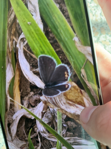 Short-tailed Blue