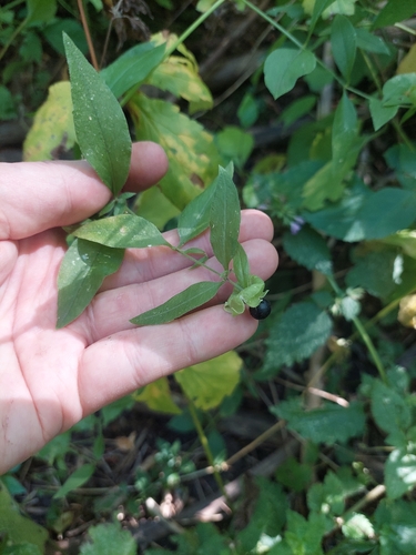 Silene baccifera, photograph 3