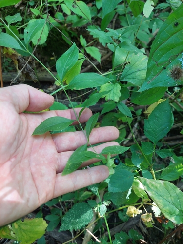 Silene baccifera, photograph 2