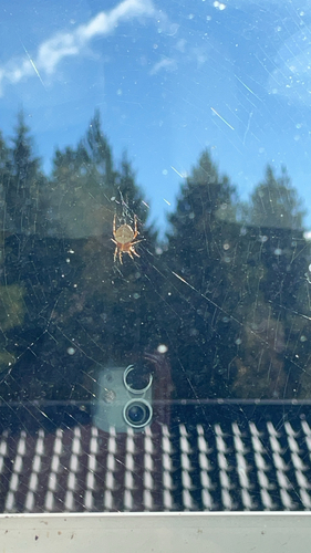 Cross Orbweaver