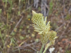 Ptilotus polystachyus, photograph (c) Chantel McWilliam, some rights reserved (CC BY)