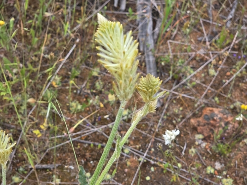 Ptilotus polystachyus, photograph 4