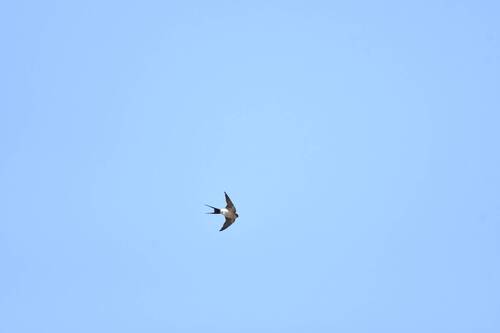 European Red-rumped Swallow