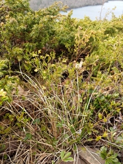 Piptatheropsis pungens